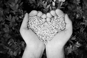 Food As Medicine Andrew Sterman Ann Cecil-Sterman grains