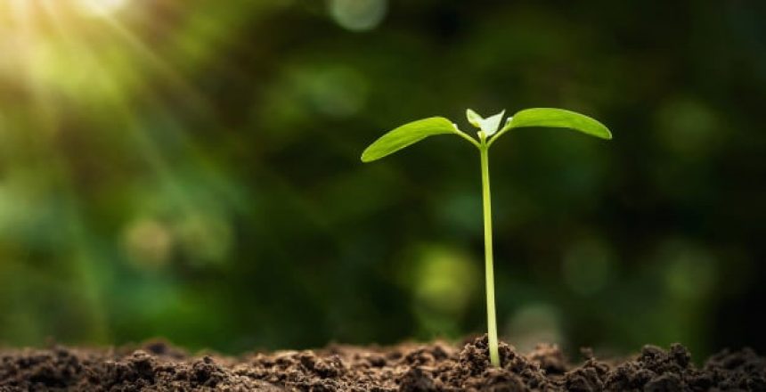 agriculture-planting-concept-young-tree-growing-soil-with-morning-light_34152-1858