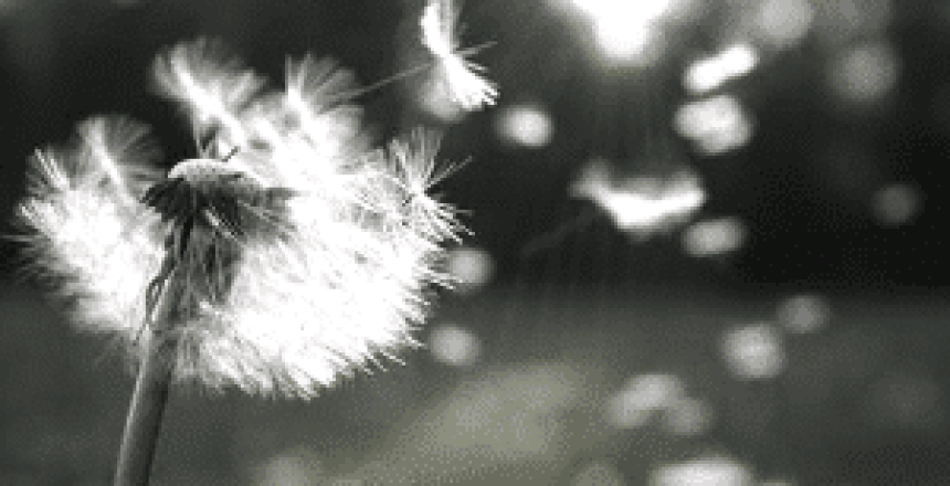 canva-photo-editor (8)