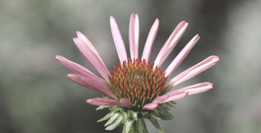 canva-photo-editor