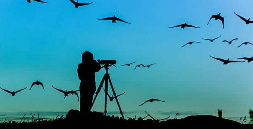 Silhouette of a bird watcher with a flock of geese flying around and above him against a blue dusk sky, shot outside Stockholm, Sweden